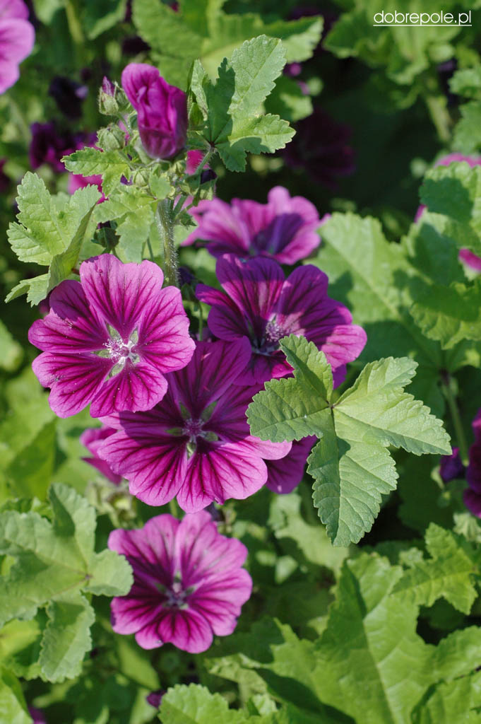 پنیرک موریتانی